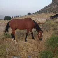 اسب