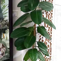 گل طبیعی|گل و گیاه طبیعی|چناران, |دیوار