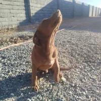 سگ  نر وماده نژاد ترکیبی پوینتر و دوبرمن|سگ|کرمانشاه, |دیوار