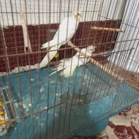 عروس هلندی