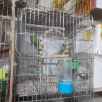 سهره مینا راهب|پرنده|خوی, |دیوار