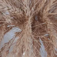 گندم دیم باران ،