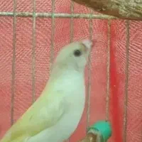 فنچ گلدین|پرنده|کرج, کیانمهر|دیوار