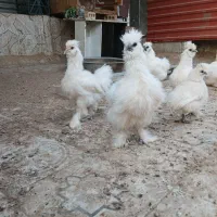 نیمچه مرغ وخروس ابریشمی|حیوانات مزرعه|شیراز, شهرک سراج‎|دیوار