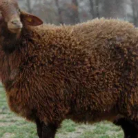 بره نر چاق  درجه یک 330
