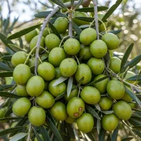 ارسال فوری نهال زیتون تخفیف ویژه