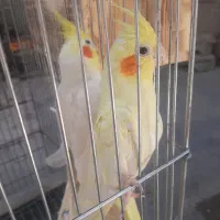 عروس هلندی