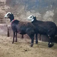 بره ماده کله سفید|حیوانات مزرعه|بروجرد, |دیوار