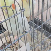 عرویهلندیمولد