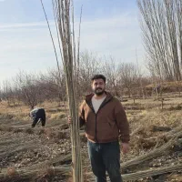 نهال صنوبر پر رشد و پر طرفدار