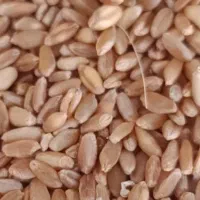 رژاو بذری درجه یک