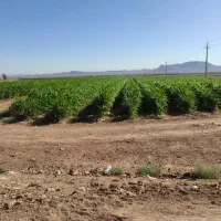 52 هکتار زمین کشاورزی