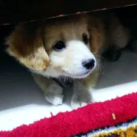 سگ پاکوتاه  پامر اشپیتز اصیل خانگی و تربیت شده|سگ|تبریز, |دیوار