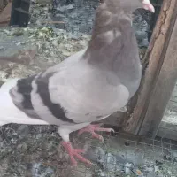 چند کبوتر|پرنده|جم, |دیوار