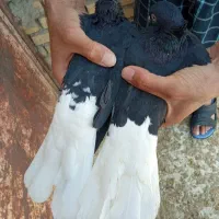 سه تا نر عالی|پرنده|بهبهان, |دیوار