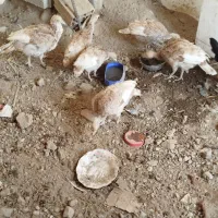 جوجه بوقلمون