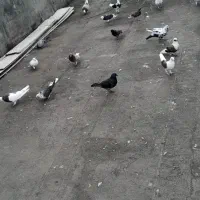 کبوتراز100شروع میشه به بالا|پرنده|ساری, |دیوار