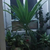 گل ذرتی جفت بسیار زیبا و شاداب|گل و گیاه طبیعی|شیراز, رکن‌آباد|دیوار