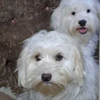 واگذاری ۲ تریر مودب