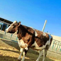 تلیسه آبستن درجه یک