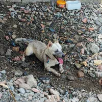 سگ پا کوتاه