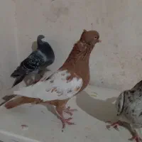 کفتر سینه زرد