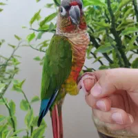 پرنده گم شده