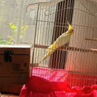 یه عدد عروس هلندی نر بالغ لوتینو زعفرانی|پرنده|لنگرود, |دیوار