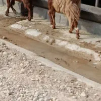 کهره ماده|حیوانات مزرعه|بهبهان, |دیوار