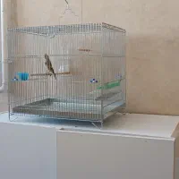 جوجه سهره قفس|پرنده|گیلان غرب, |دیوار