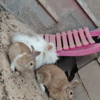 انواع خرگوش لوپ و نر و ماده