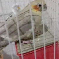 عروس هلندی جفت است