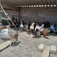 تخم‌نطفه‌دار،جاپنیز.کوشین.مینیاتوری‌،گلین|حیوانات مزرعه|نجف‌آباد, گلدشت|دیوار