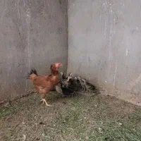 جوجه بوقلمون