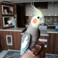 فروش عروس هلندی دستی و سخنگو