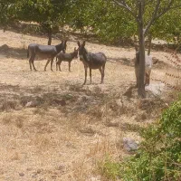 6عدد الاغ از 4ماهه تا 3سال