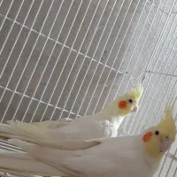 یک جفت عروس|پرنده|سراوان, |دیوار