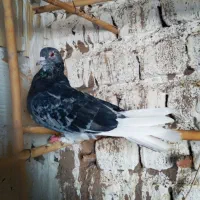 کبوتر گنجه بر