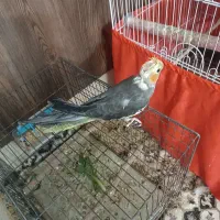 جوجه عروس هلندی