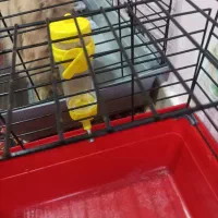 لوپ مینیاتوری زرنگ|موش و خرگوش|تهران, شهرک غرب|دیوار