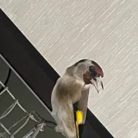 سهره|پرنده|پاکدشت, پاکدشت (مامازند)|دیوار