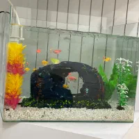 شیشه و وسایل بدون ماهی