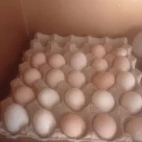 تخمرغ نطفه دار