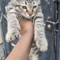 گربه کاملا رایگان