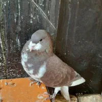 چپ سرخ خال دار|پرنده|شیراز, جانبازان|دیوار