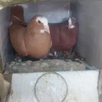 گلی پلنگ