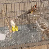 سهره جوجه سال بخون