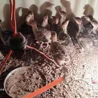 جوجه بوقلمون درجه ۱