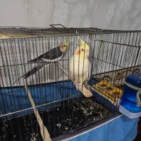 عروس هلندی|پرنده|سعدآباد, |دیوار