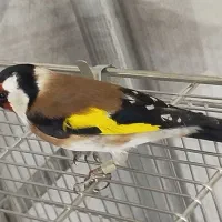 سهره ماده گاوی عتیقه|پرنده|اردبیل, |دیوار